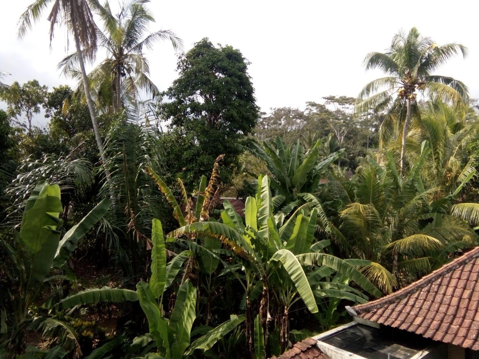 Bed and Breakfast Manada Guesthouae à Ubud Extérieur photo